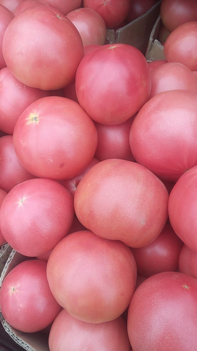 西红柿，硬粉，色泽好，品质优。保质保量，线上保障交易。