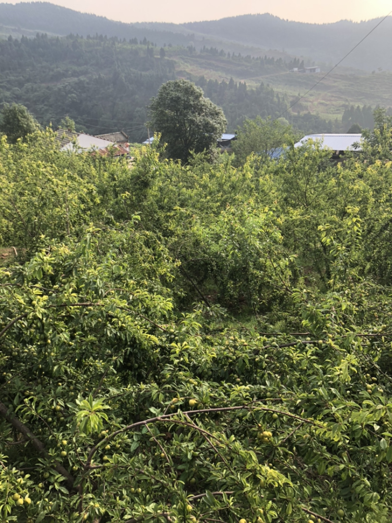 汶川青脆李