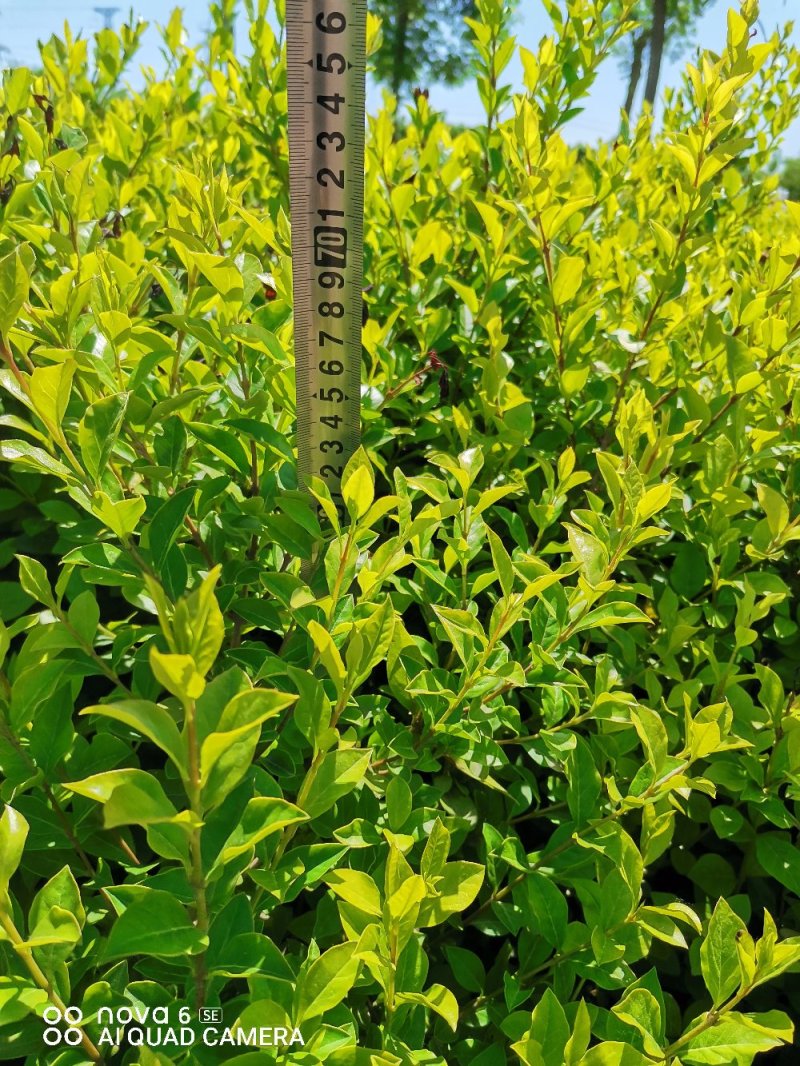河北衡水供应大量60公分卫矛