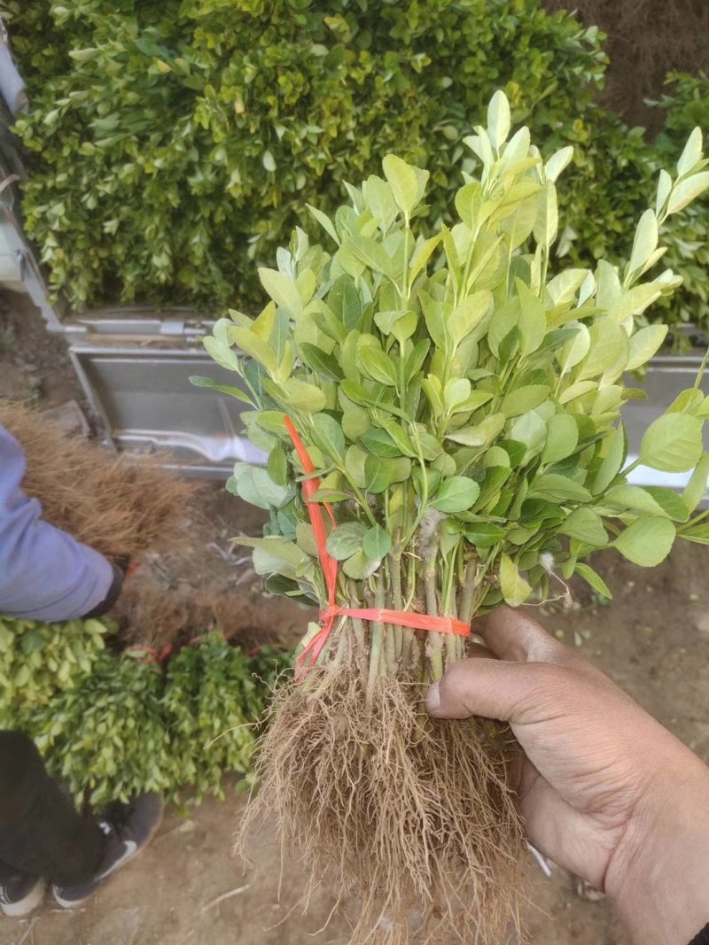 衡水深州卫矛小苗，女贞小苗，黄杨小苗基地