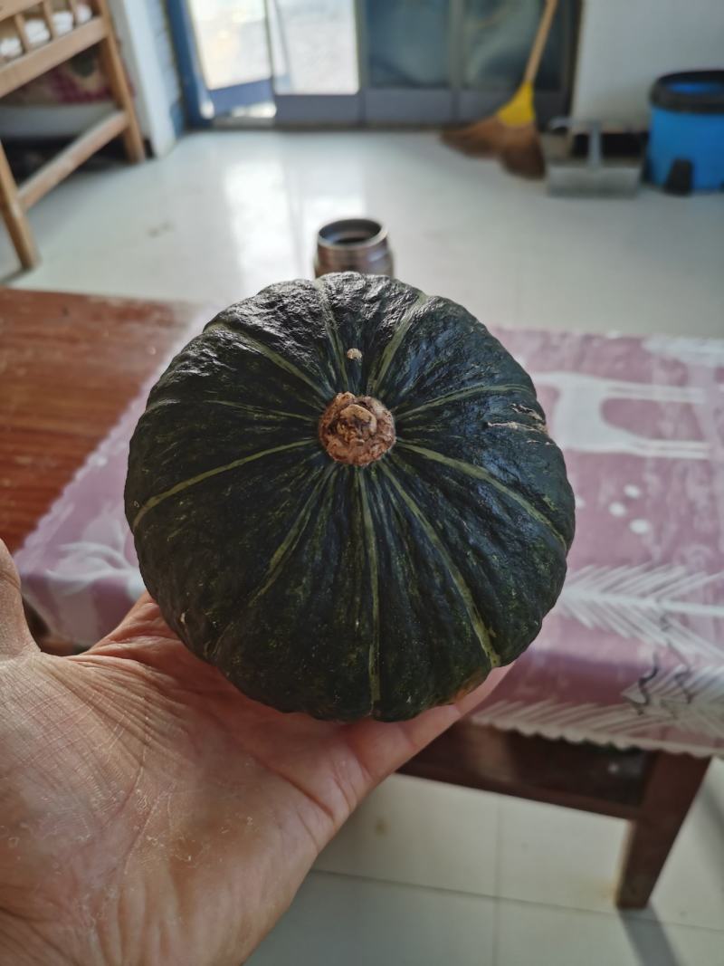 贝贝南瓜，惠和一号贝贝南瓜，麻仔贝贝南瓜