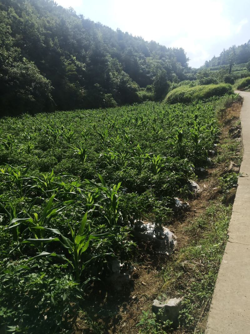 芜湖椒
