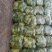 小颗精品黄心菜5cm~8cm万亩基地实力供应