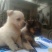 小型熊猫犬，适合成市饲养，温顺，听话，小体型！