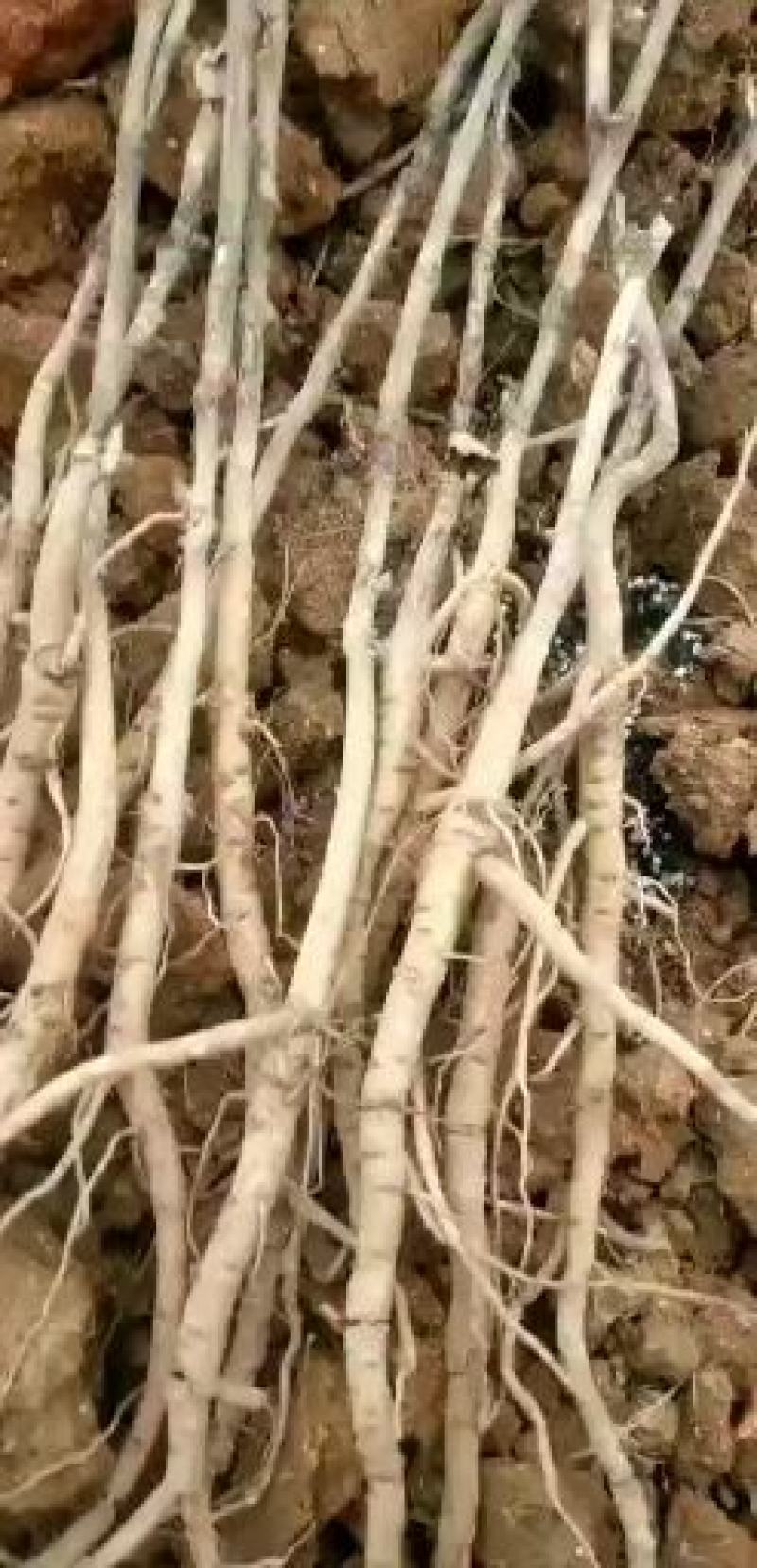 牡丹：牡丹苗，两年苗，一年苗，三年牡丹苗，成活率高