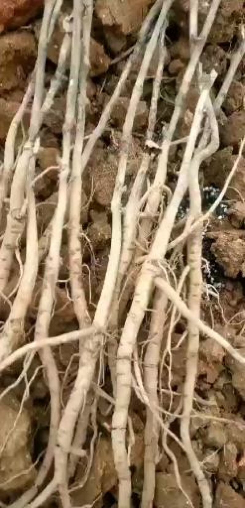 牡丹：牡丹苗，两年苗，一年苗，三年牡丹苗，成活率高