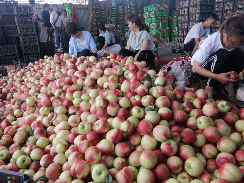 精品运城中油20号油桃果面量甜度好现摘现发基地直供