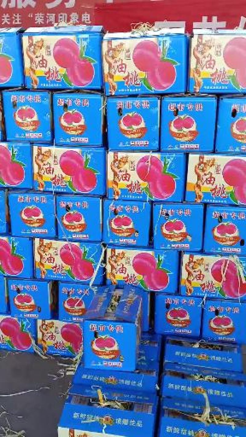 精品运城中油20号油桃果面量甜度好现摘现发基地直供