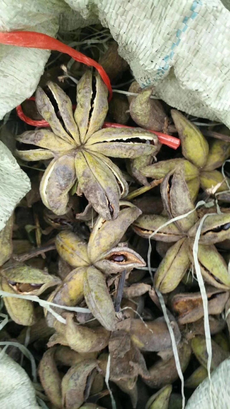 牡丹角已经成熟，板蓝根种子，