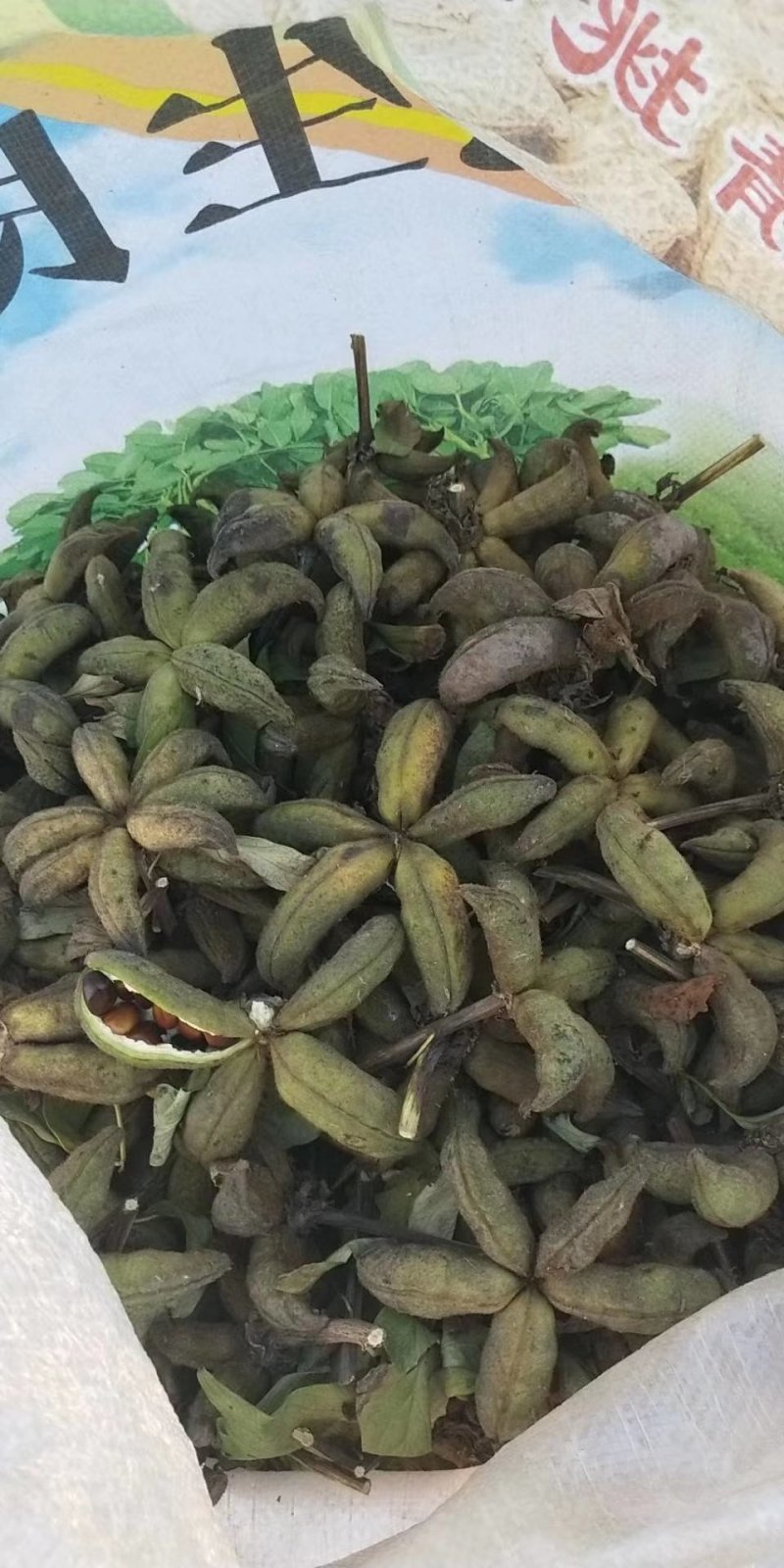 牡丹角已经成熟，板蓝根种子，
