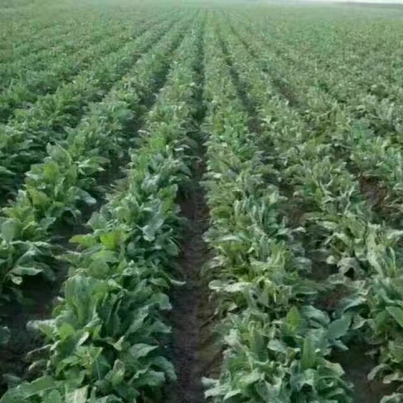 牡丹角已经成熟，板蓝根种子，