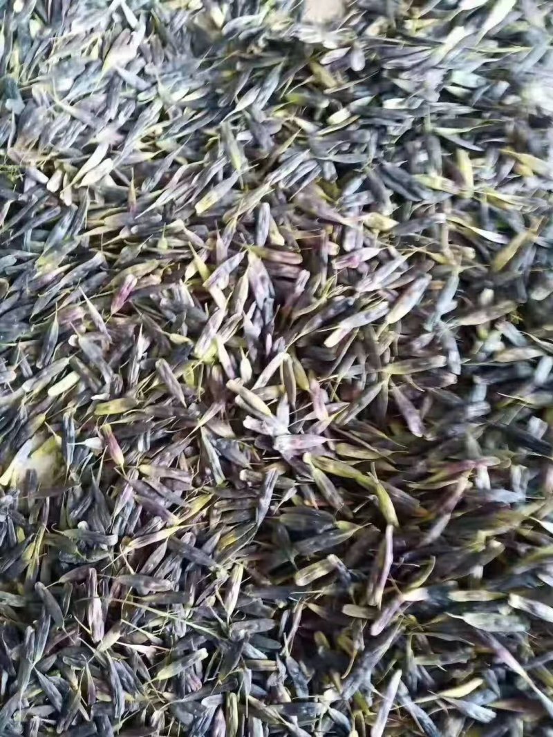 牡丹角已经成熟，板蓝根种子，