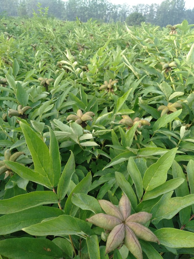 牡丹角已经成熟，板蓝根种子，