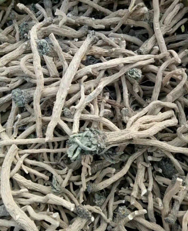 牡丹角已经成熟，板蓝根种子，
