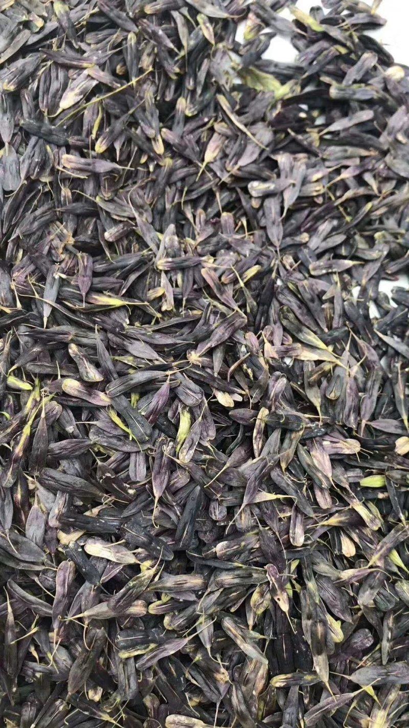 牡丹角已经成熟，板蓝根种子，