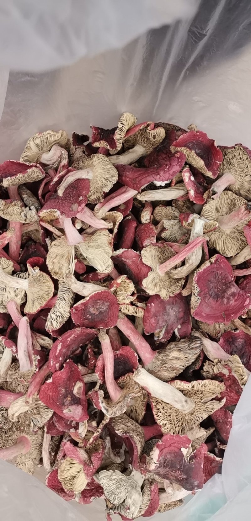 云南大红菌大红菇老家产地直销量大从优