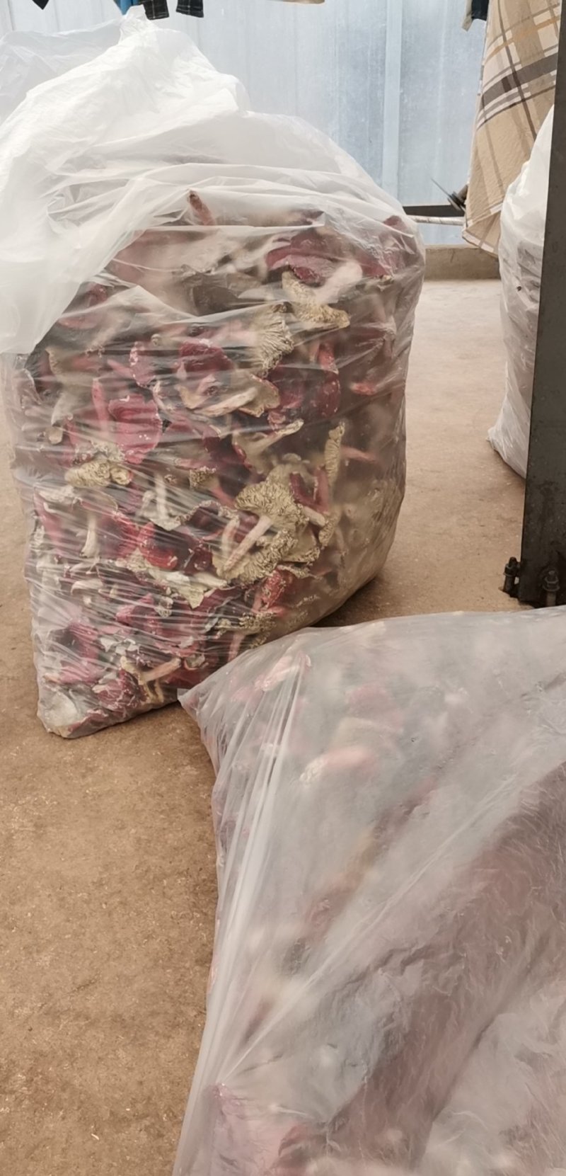 云南大红菌大红菇老家产地直销量大从优