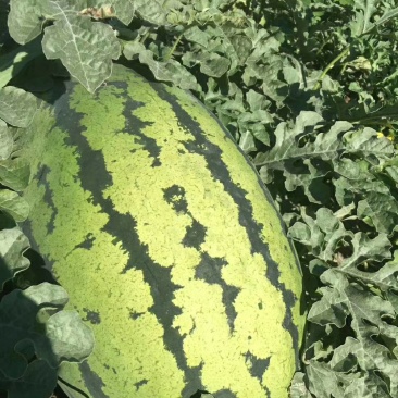 忻州明地西瓜大量开源，价格便宜