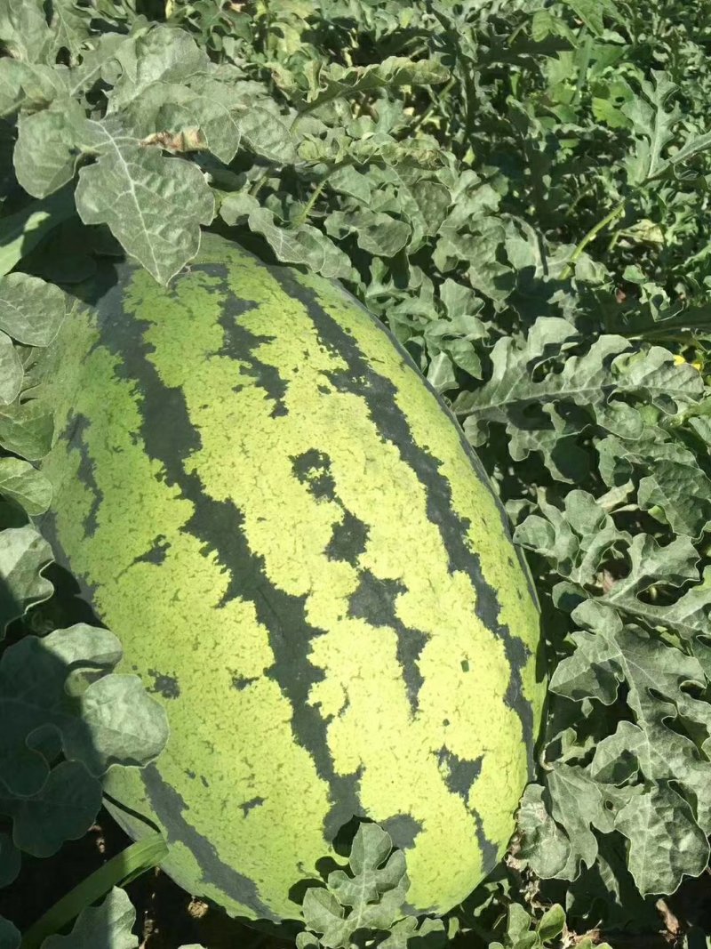 忻州明地西瓜大量开源，价格便宜