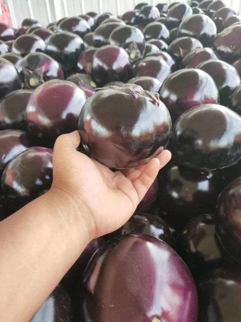【推荐】圆茄茄子紫光圆茄产地直发商超直供