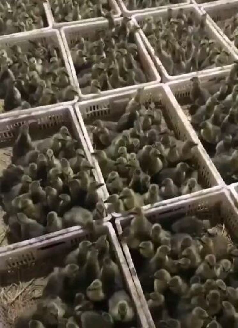 汕头狮头鹅苗、鹅苗，质量保证、包打疫苗放心苗