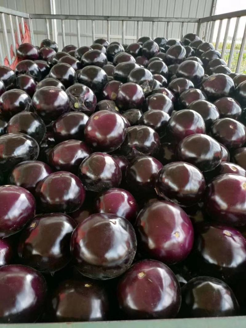 【精品】圆茄紫光圆茄圆茄子大量上市产地直发全国发货