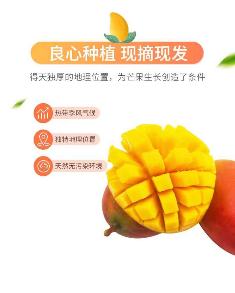 云南丽江高原吉露芒果香甜多汁！
