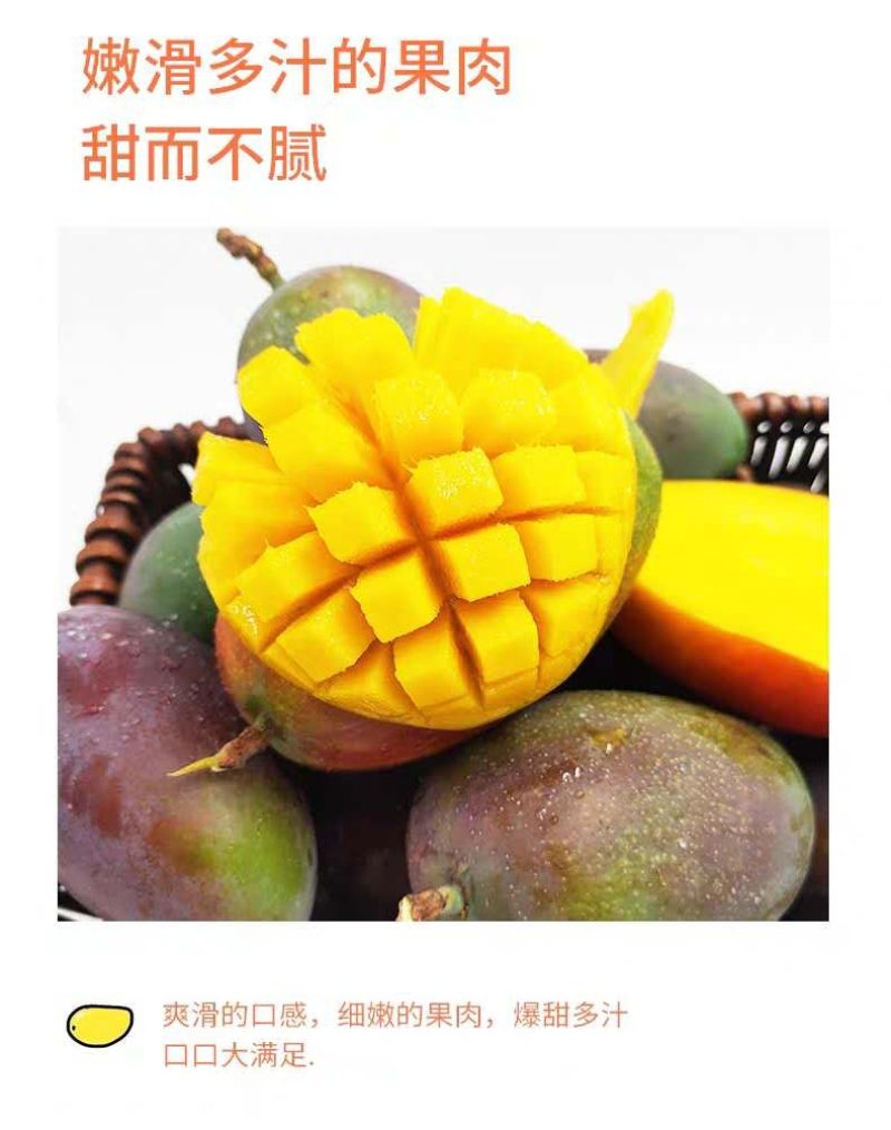 云南丽江高原吉露芒果香甜多汁！
