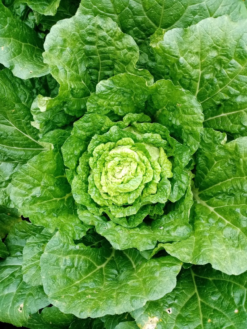 白菜，各种品种，支持视频看货。