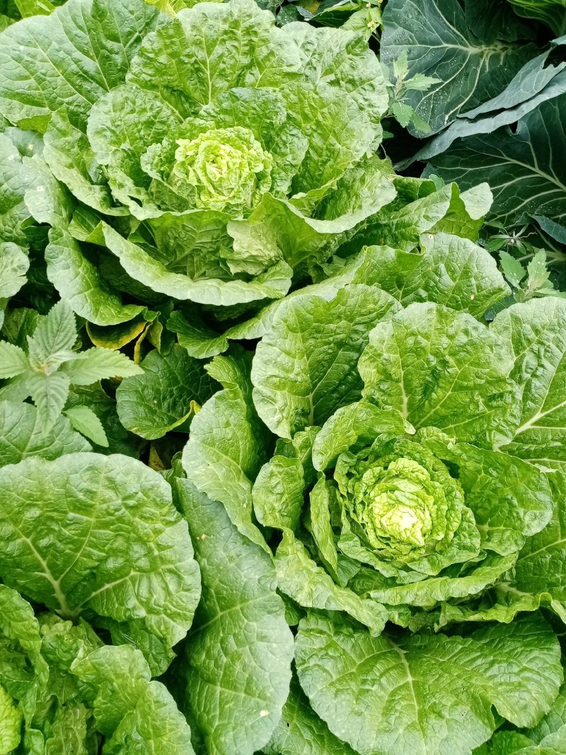 白菜，各种品种，支持视频看货。