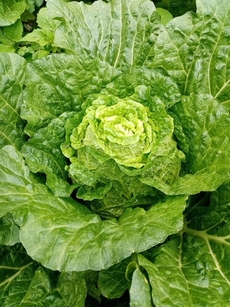 白菜，各种品种，支持视频看货。