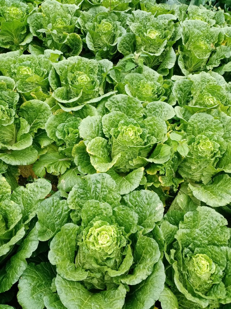 白菜，各种品种，支持视频看货。