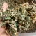 倒扣草粗毛牛膝牛舌大黄货好量大纯干新货