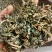 倒扣草粗毛牛膝牛舌大黄货好量大纯干新货