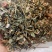 倒扣草粗毛牛膝牛舌大黄货好量大纯干新货