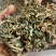 倒扣草粗毛牛膝牛舌大黄货好量大纯干新货