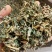 倒扣草粗毛牛膝牛舌大黄货好量大纯干新货