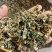 倒扣草粗毛牛膝牛舌大黄货好量大纯干新货
