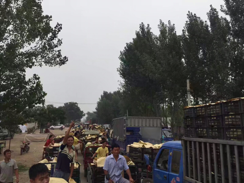 京亚葡萄，大量上市，葡萄基地，串大颗粒大