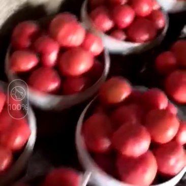 优质硬粉柿孑