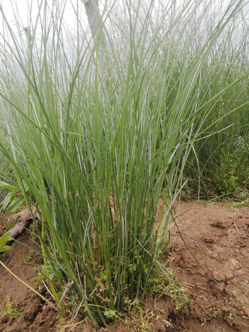 细叶芒，基地直销，常年供应各种绿化苗木。