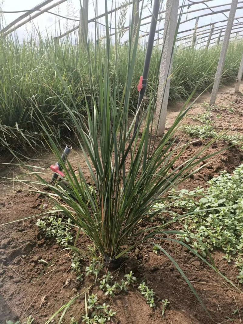 细叶芒，基地直销，常年供应各种绿化苗木。