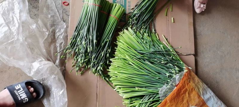 韭苔昌黎韭苔大量上市供应全国各大市场超市