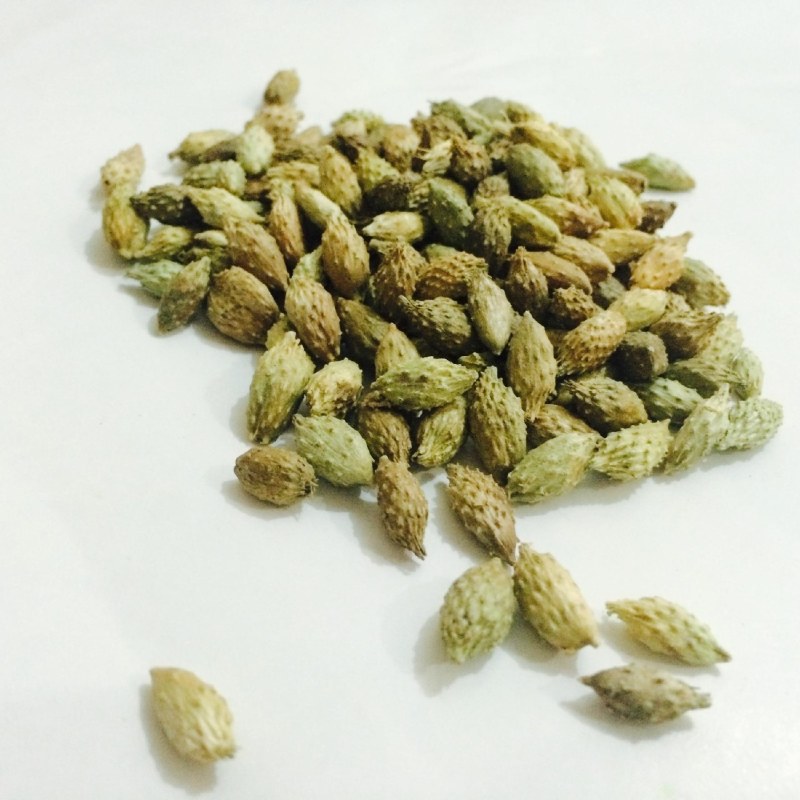 苍耳子，常年批发供应苍耳子产地直销，量大从优