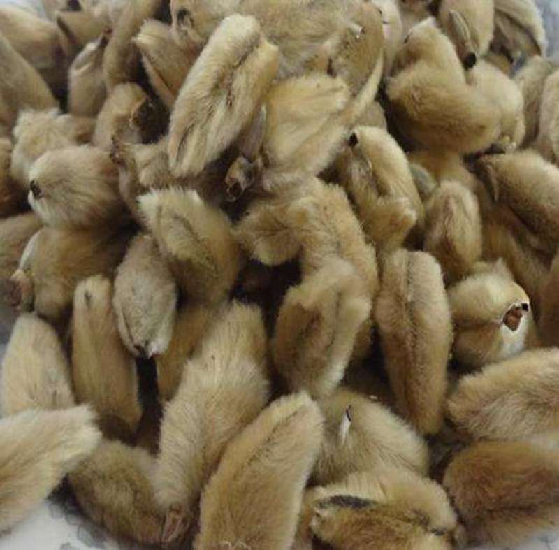 辛夷花，常年批发供应各种规格辛夷花，量大从优