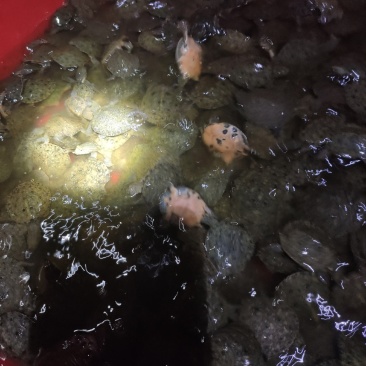 甲鱼苗