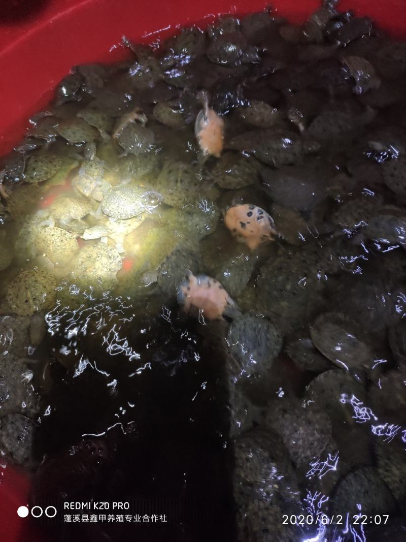甲鱼苗