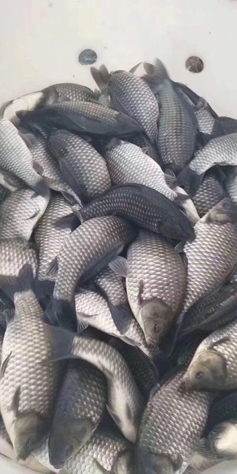 钓场专用，溧阳鲫鱼鲫鱼鲫鱼鲫鱼鲫鱼鲫鱼