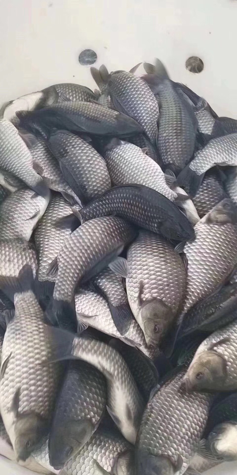 钓场专用，溧阳鲫鱼鲫鱼鲫鱼鲫鱼鲫鱼鲫鱼