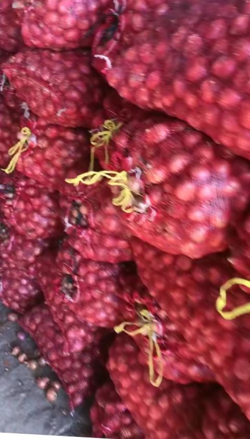 红皮毛葱，小葱毛葱吉林毛葱珠，混葱，二到五